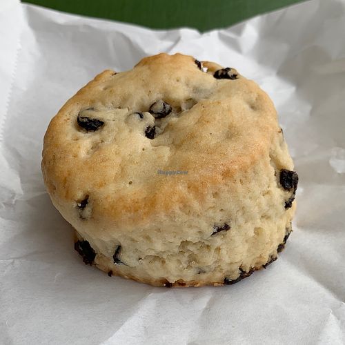 Currant Scone  at Take Two Cafe in Schenectady