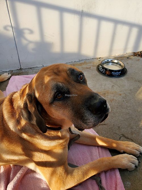 Dog friendly patio at Pour House in Austin