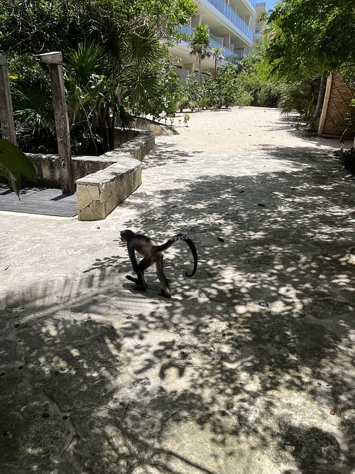 Monkey wandering the property  at The House of AïA in Playa Del Carmen