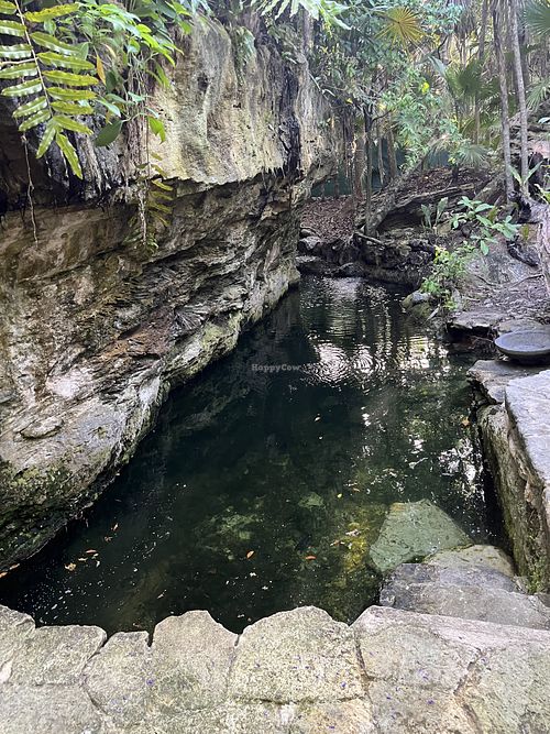 Cenote  at The House of AïA in Playa Del Carmen