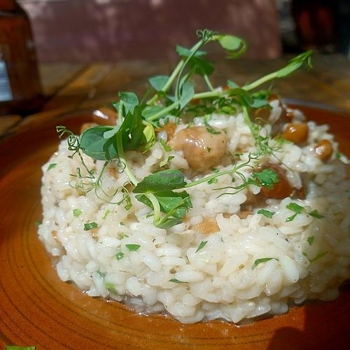 Mushroom Risotto at Zion in Wied Il-ghajn