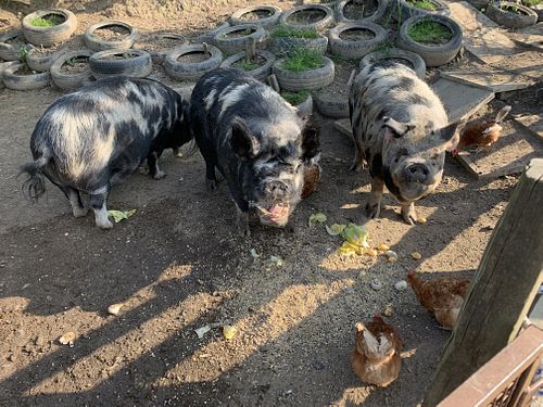 The pigs who live in the field next to the hut at The Hut at Tribe Animals Sanctuary in Braidwood