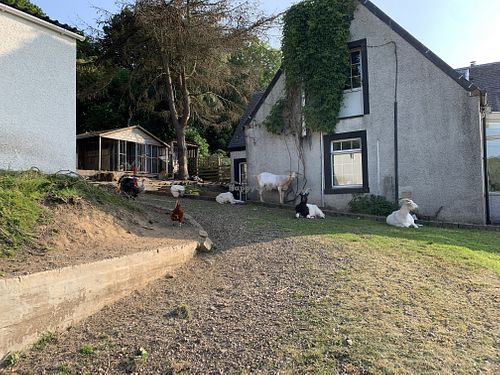 So many animals! at The Hut at Tribe Animals Sanctuary in Braidwood