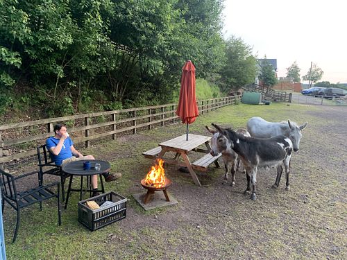 Donkeys checking out the fire pit at The Hut at Tribe Animals Sanctuary in Braidwood