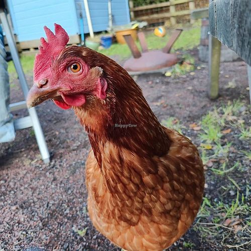April, who joined us by the fire. at The Hut at Tribe Animals Sanctuary in Braidwood