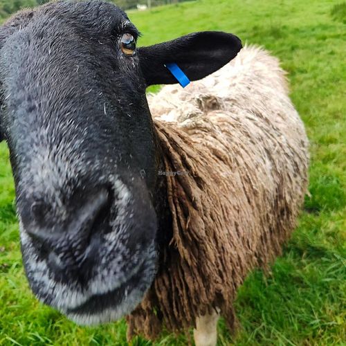  at The Hut at Tribe Animals Sanctuary in Braidwood