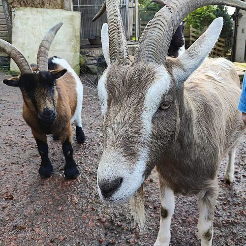  at The Hut at Tribe Animals Sanctuary in Braidwood