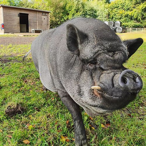 Francisco, the other pig we shared a field with! at The Hut at Tribe Animals Sanctuary in Braidwood