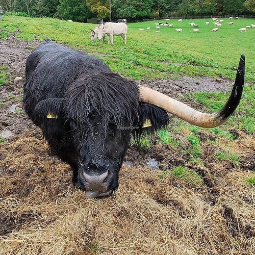  at The Hut at Tribe Animals Sanctuary in Braidwood
