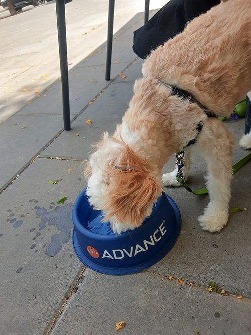 Dogs welcome at Foodis in Sant Just Desvern