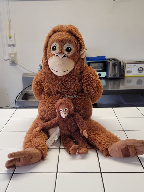 Monkeys at Faux Burgers in Tijuana