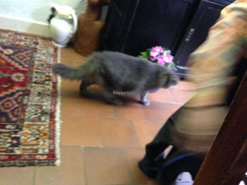 fat cat ;) at Izibiliboco in Hasselt