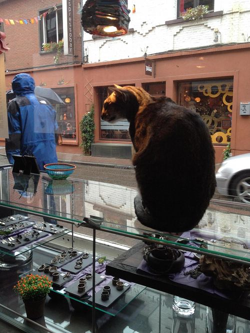 street cat at Izibiliboco in Hasselt