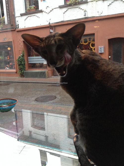 thin cat  at Izibiliboco in Hasselt