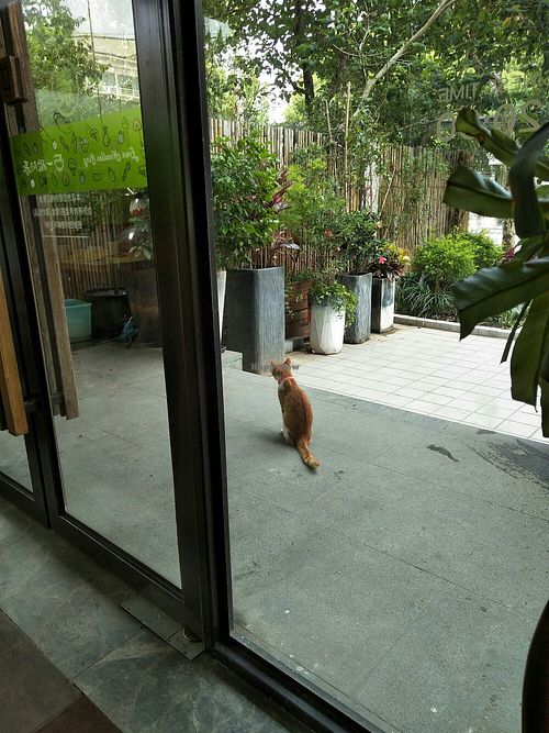 Guard cat. at Even Noodles Sing 碗阳春 in Shanghai