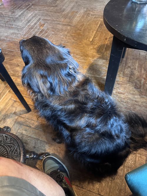 New friend  at Massolit Books & Café in Krakow