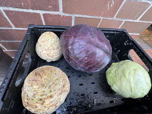 cabbage #Veganuary at Bio-Insel Stralsund in Stralsund