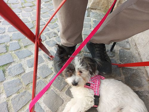 The place is dog friendly, you can bring them inside too at Free Ride in Szentendre