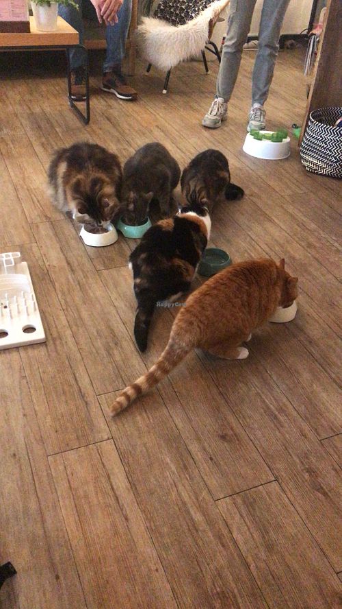 Lunch-time!! at Kattencafé Op z'n Kop in Groningen