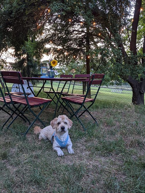 Our dog in the lovely restaurant garden at sunset.  at Heurigen & Vinothek Groiss in Breitenwaida