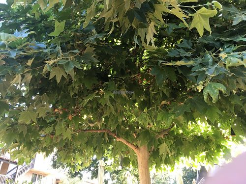 Shade in the seating area!!  at Hip Vegan in Ojai