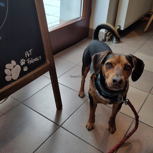 Pet friendly at BUNT Bistro in Cluj-napoca