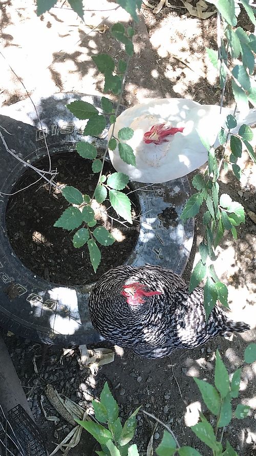 Chickens on patio : ). Owner keeps them as pets.  at Tumbleweeds Bookstore and Cafe in Gardiner