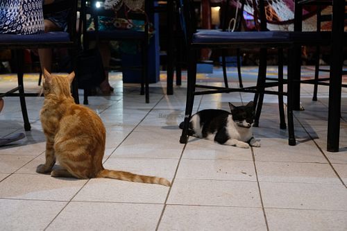 Cats at Ahora Si in Samara