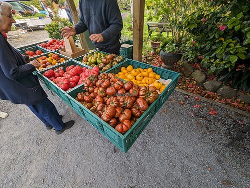 Heirloom tomatoes at The Shed Collective in Auckland