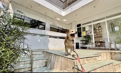 🐾  at Mad Grass Collaborative Space and Cloud Kitchen in Jakarta