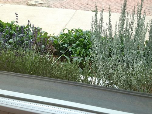 Herb bed outside front window at Sage's Cafe in Salt Lake City
