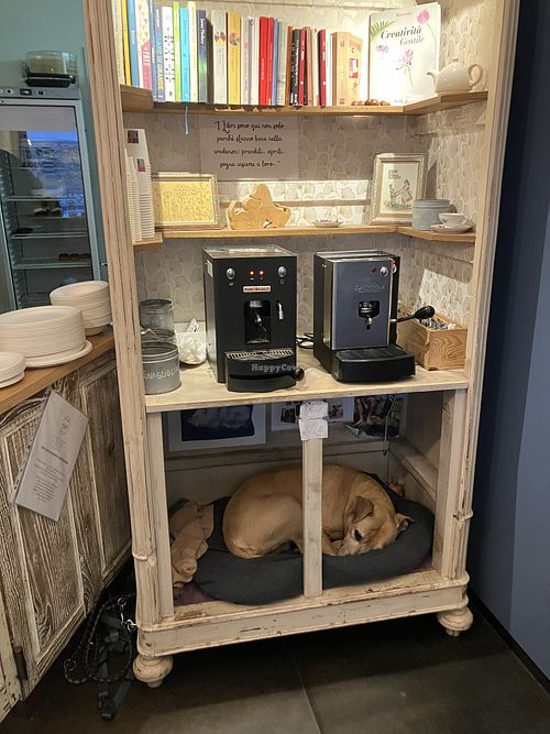 Doggo  at La Colazione di Sara in Turin