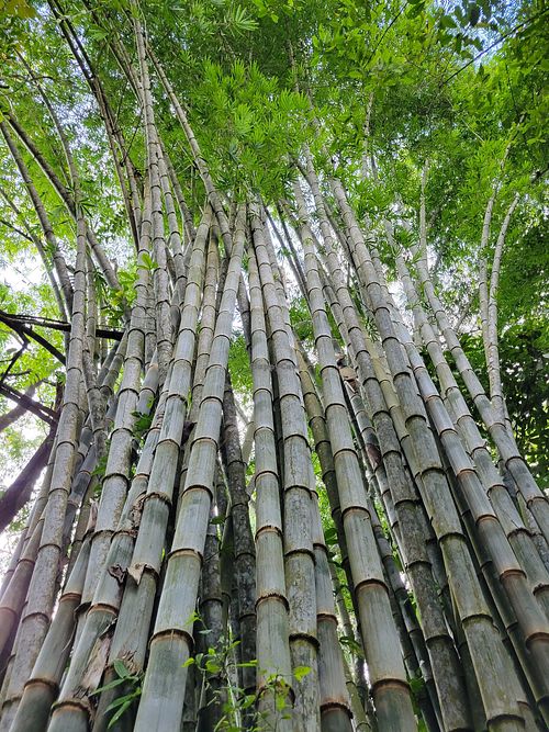 Bamboo in the garden at Waterfall Villas in Dominical