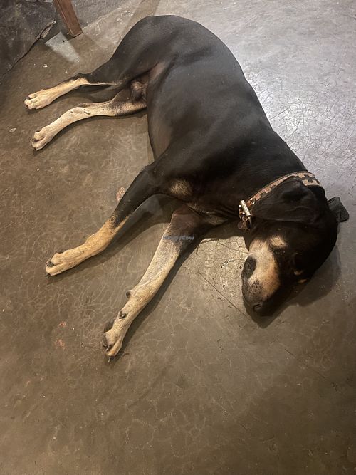 Doggy  at La Olita in Brisas De Zicatela