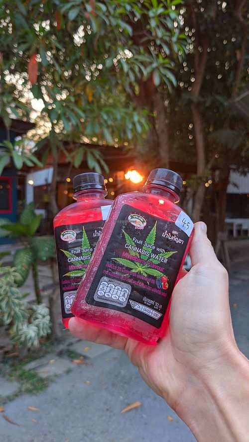  at Green Dog in Chiang Mai