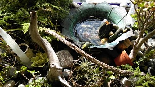 terrarium in front window at Life Alive Organic Cafe in Cambridge