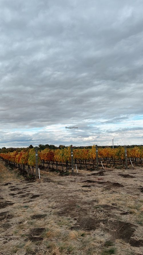 Pepper Bridge Vineyard estate at Amavi Cellars in Walla Walla