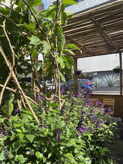 Beautiful outdoor seating parklet with lush greens  at Tamales Madre in Mexico City