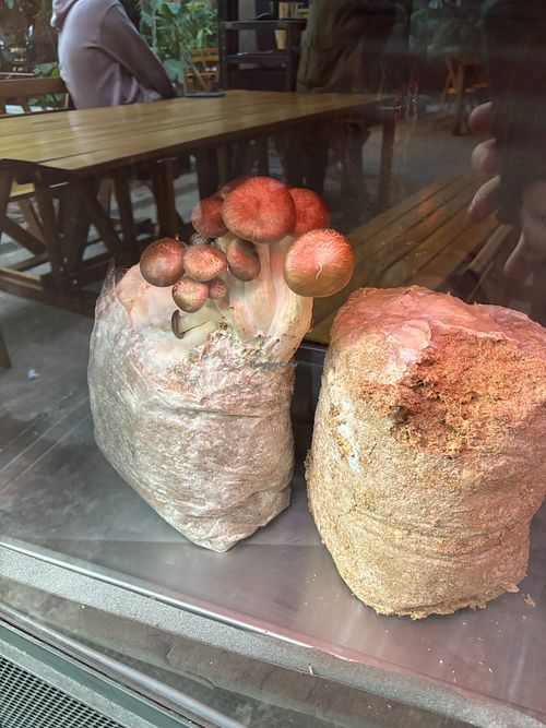 They grow their own mushrooms! at Chuí in Buenos Aires