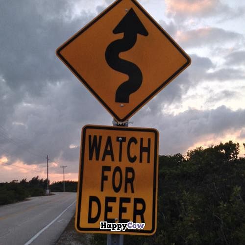 drive VERY CAREFULLY  at Deer Run Bed and Breakfast in Big Pine Key