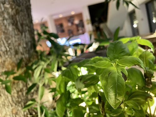 basil (on every table) at Vapiano in Hannover