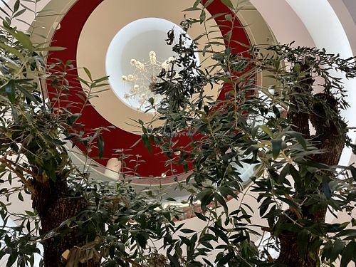 inside: olive tree at Vapiano in Hannover