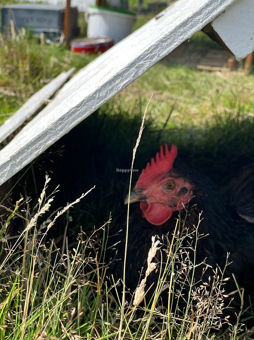   at Hillside Shire Horse Sanctuary Cafe in West Runton