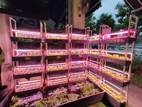 plants + fishes in the aquarium  at Awe in Northeast Singapore