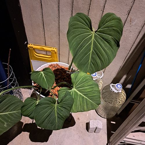  at SUSU Vegan Mylk Bar Penang in Penang