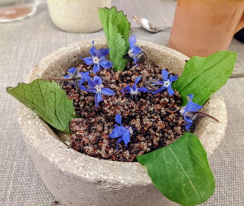 Quinoa at Explora Valle Sagrado in Urquillos