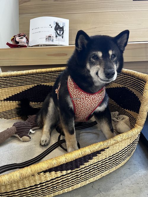   at Cafe Planet in Kyoto