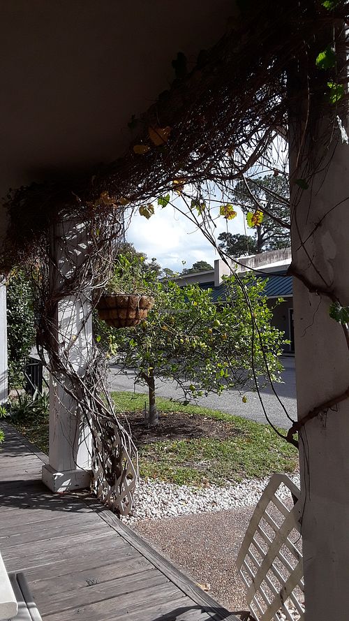 delisheeeyo patio at delisheeeYo in Hilton Head Island