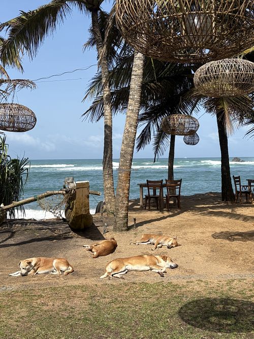 Dogs  at The Slow in Mirissa