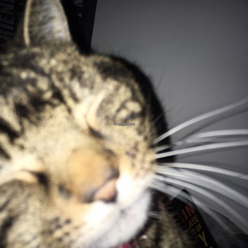 meow at The Beached Lamb Cafe in Newquay